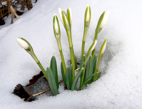 Schneeglöckchen