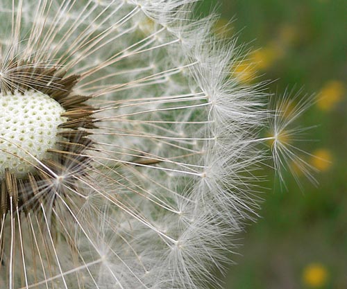 Pusteblume