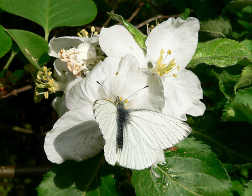 Schmetterling