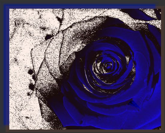 blaue Rose