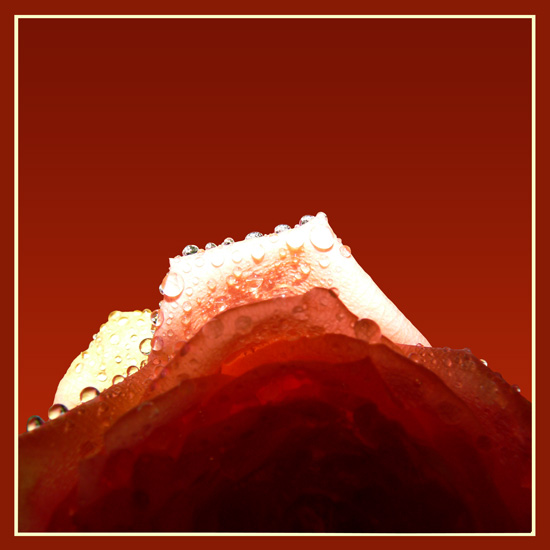 Rose mit Wassertropfen