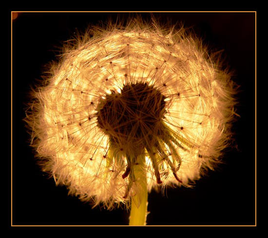 Pusteblume