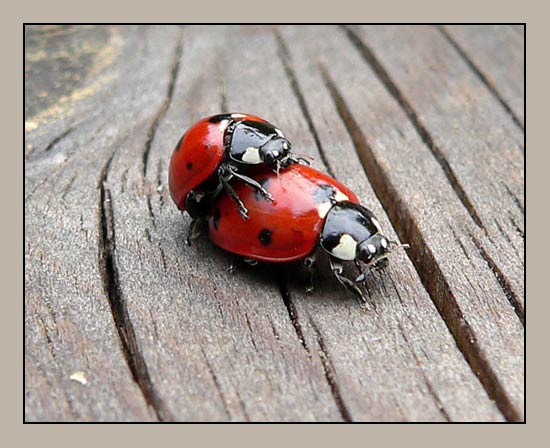 Marienkäfer