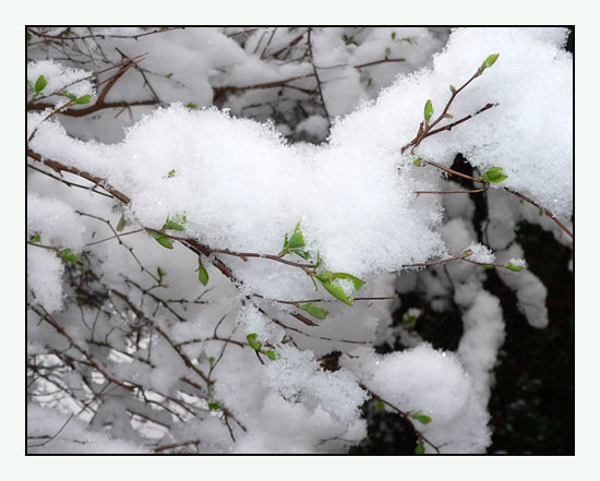 Frühlingsschnee