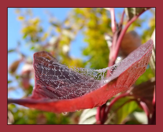 Spinnwebenblatt