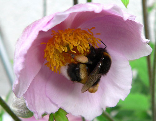 Hummelanemone