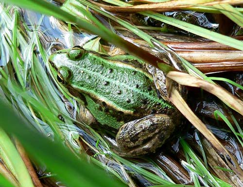 Frosch