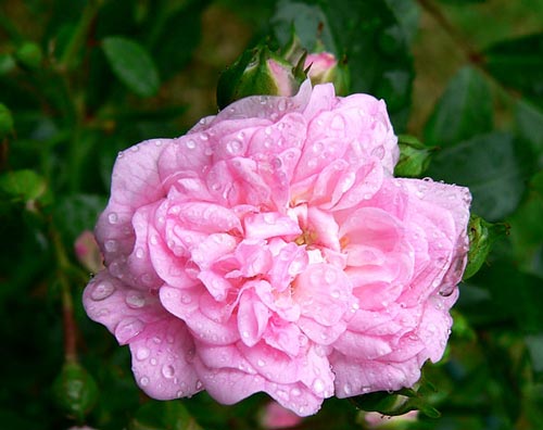 Regenrose