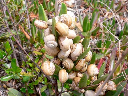 Schnecken