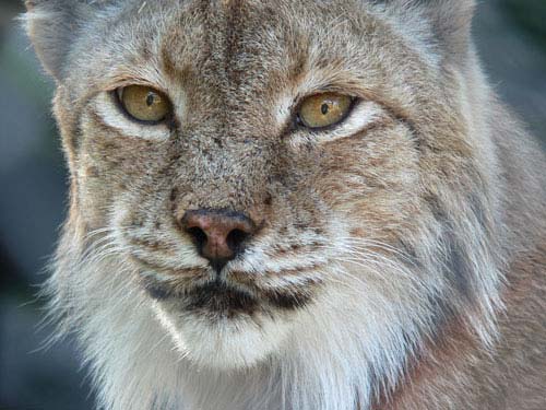 Luchs