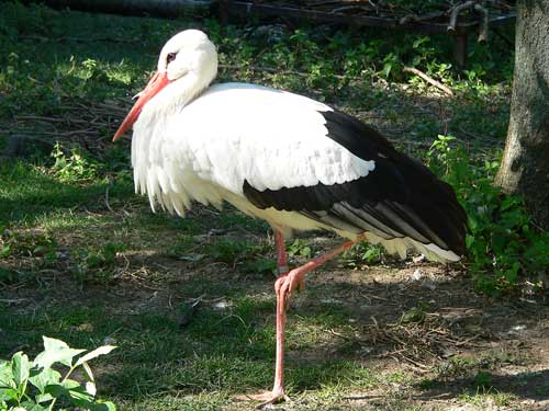 Storch