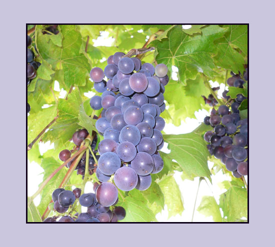 Trauben
